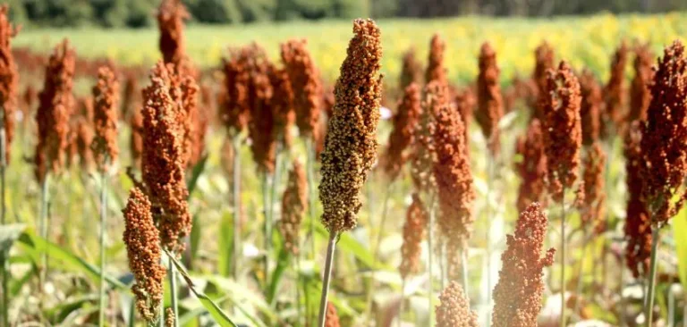 El Sorgo en Venezuela Cuáles Son Sus Principales Beneficios en el Sector Agrario