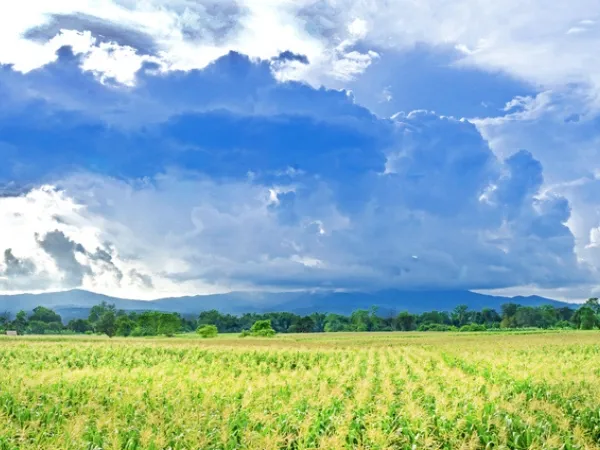 agricultura criolla
