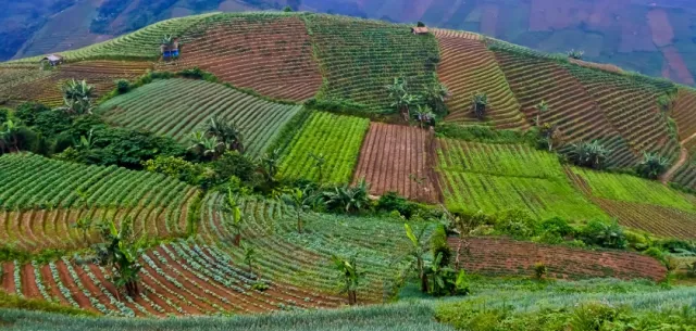 Plantaciones de cultivos en Venezuela