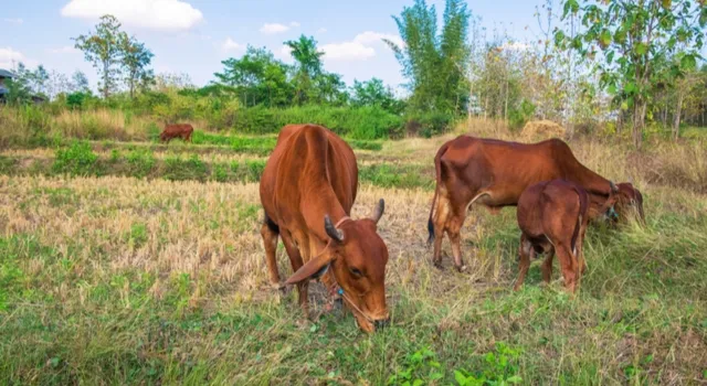 Ganadería en los llanos venezolanos