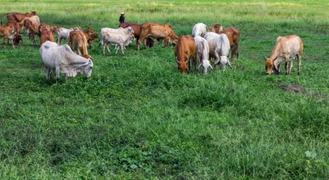 Pasto para ganado en Venezuela