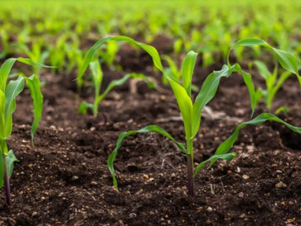 abonos organicos en el maiz