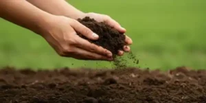 Beneficio_abono_orgánico_agricultura