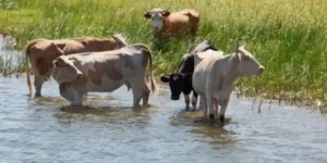 estados ganaderos en Venezuela