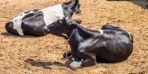 ganado bovino de leche