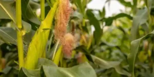 plagas_enfermedades_maiz