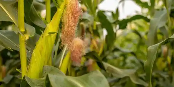 plagas_enfermedades_maiz