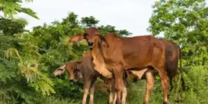 El ganado de doble proposito